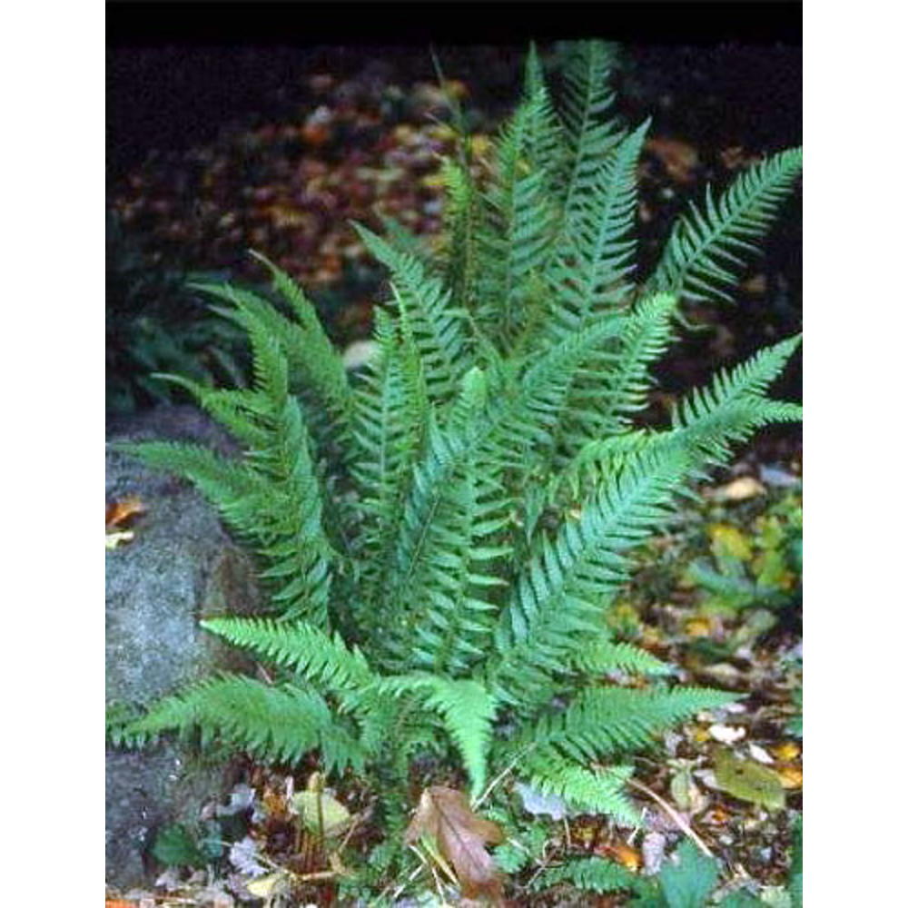 Hirt's Gardens Japanese Beech Hardy Fern - Thelypteris decursive ...