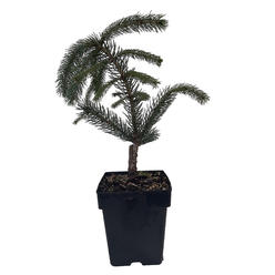 Hirt's Gardens Weeping White Spruce Tree - Picea glauca Pendula - 5.5" Pot