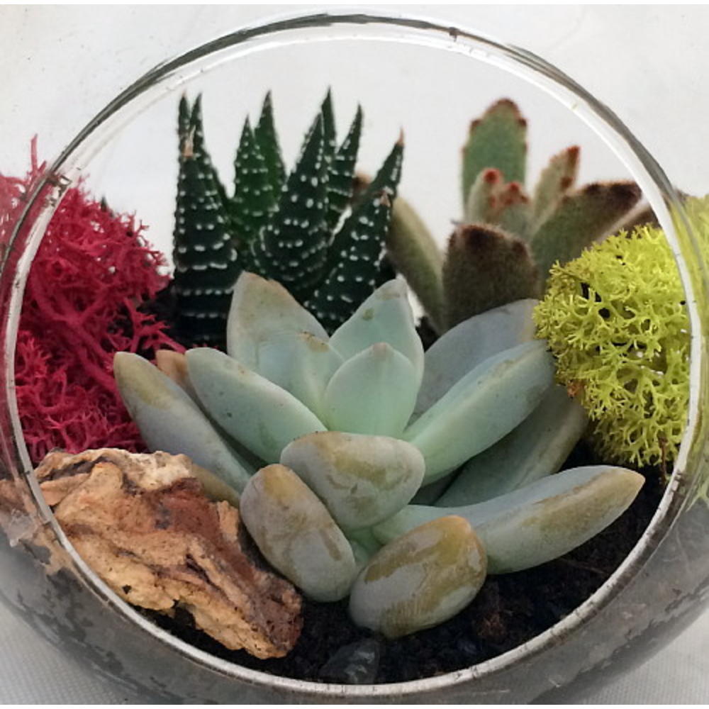Hirt's Gardens Round Hanging Succulent Terrarium Kit - Great Gift! - Easy to Grow - 4" Glass