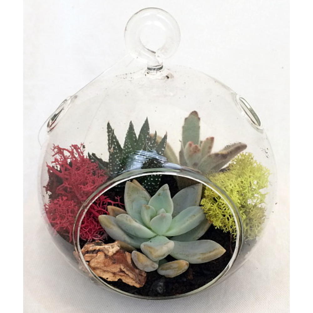 Hirt's Gardens Round Hanging Succulent Terrarium Kit - Great Gift! - Easy to Grow - 4" Glass