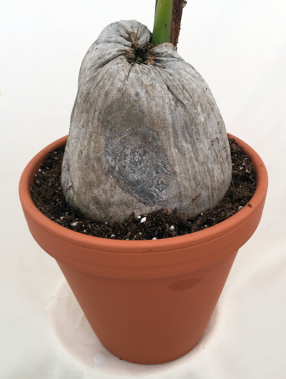 Hirt S Gardens Hirtcocosnuc6 Malayan Dwarf Coconut Palm Cocos Nucifera 6 Clay Pot Easy To Grow