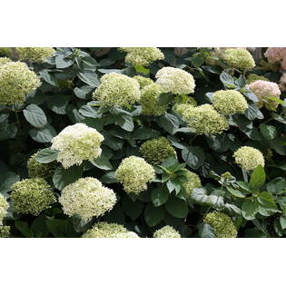 Hirt's Gardens Spring33524 Lime Rickey Hydrangea 4" Pot Hydrangea