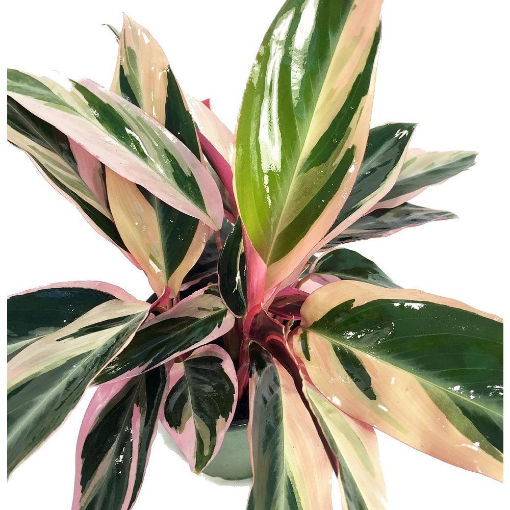 Hirt's Gardens Tricolor Prayer Plant - Stromanthe triostar - Easy to Grow House Plant - 4" Pot