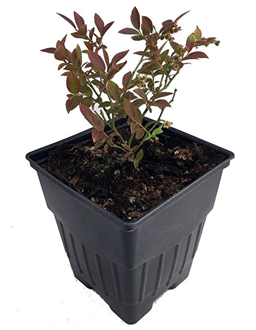 Hirt S Gardens Briggsblueberryth4 Top Hat Dwarf Blueberry Hirt S Gardens Briggsblueberryth4 Top Hat Dwarf Blueberry