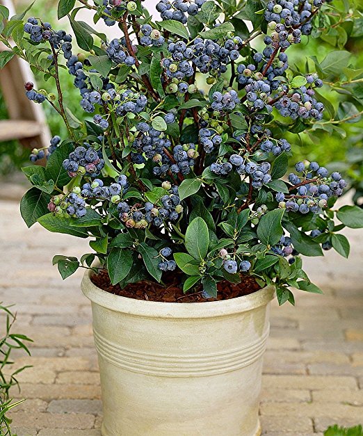 Hirt S Gardens Briggsblueberryth4 Top Hat Dwarf Blueberry Hirt S Gardens Briggsblueberryth4 Top Hat Dwarf Blueberry
