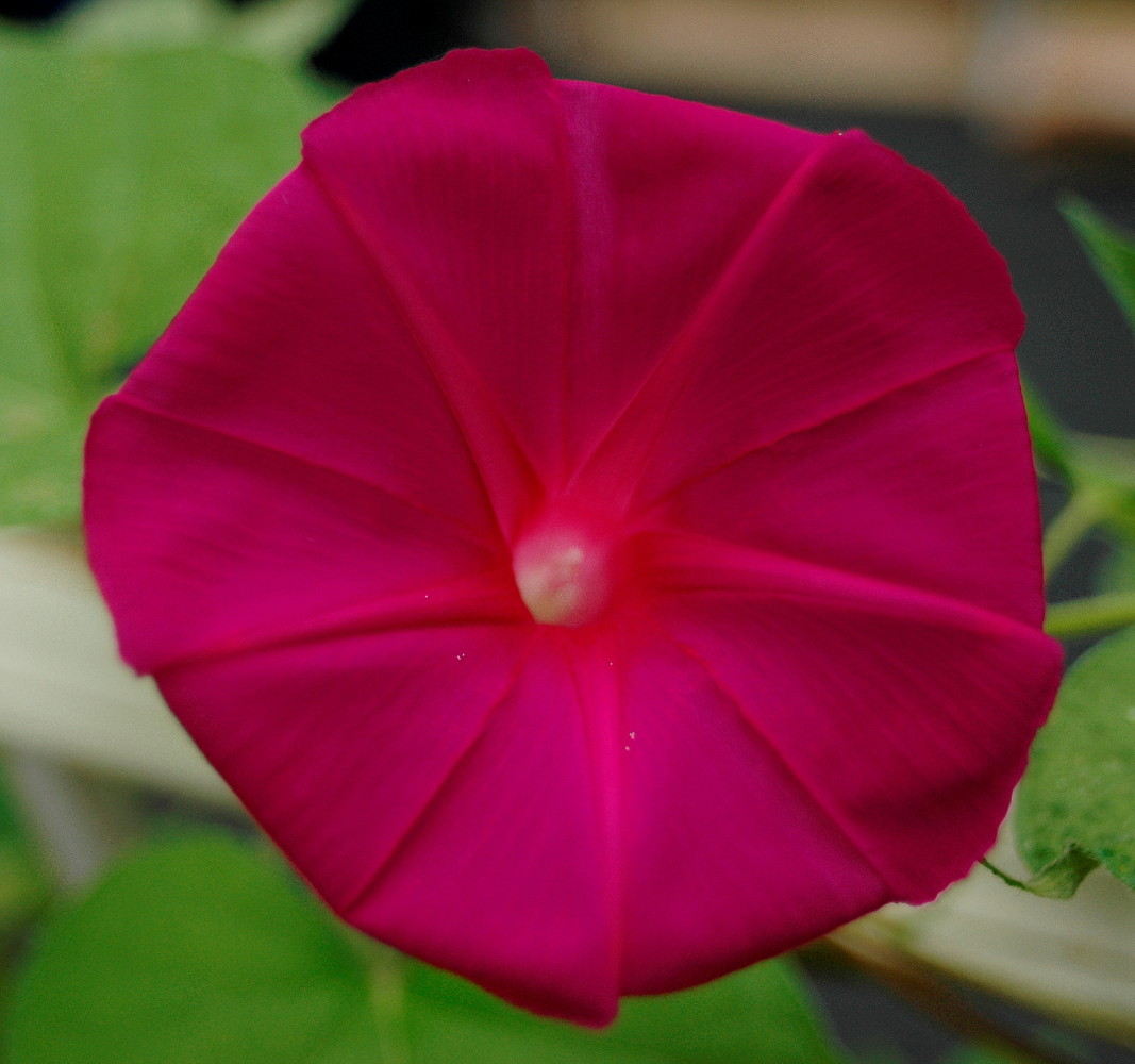 Hirts Gardens Scarlet Ohara Morning Glory Seeds 3 Grams Hirts Gardens Scarlet Ohara Morning Glory Seeds 3 Grams