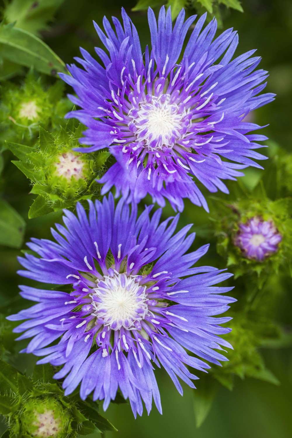 Hirt S Gardens Millcreekstokesiabf Blue Frills Stokes Aster Hirt S Gardens Millcreekstokesiabf Blue Frills Stokes Aster Stokesia Laevis Quart Pot