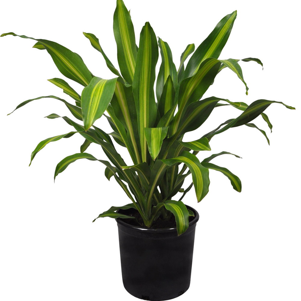 Hirt S Gardens Triadpeperomiaru4 Maroon Chinese Money Plant
