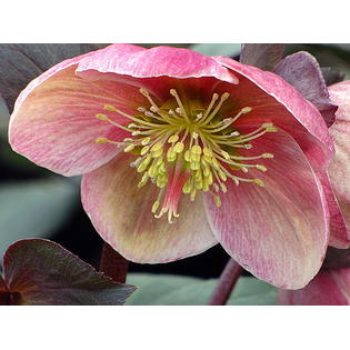 Hirt S Gardens Devroomenhelpinkfrost Pink Frost Christmas Lenten Rose Helleborus Shade Gallon Pot