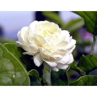 Hirt S Gardens Linerjasminetuscany Grand Duke Of Tuscany Arabian Jasmine Plant Fragrant 6 Pot