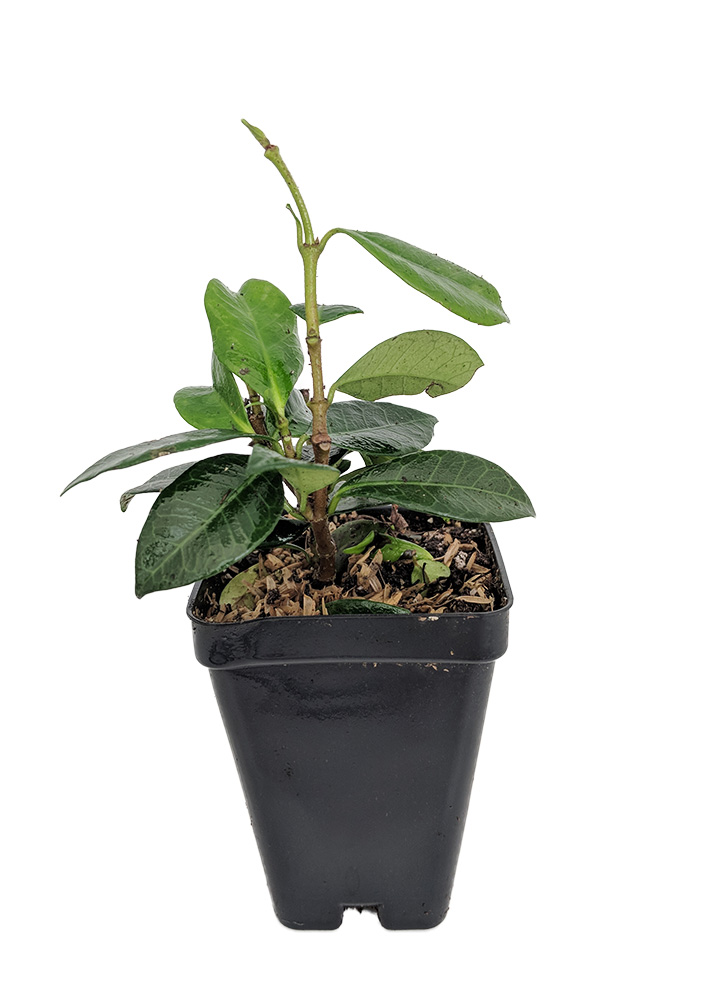 Hirt S Gardens Clearviewtrachelospermum Japanese Star Jasmine Plant Trachelospermum 2 5 Pot Indoors Or Out