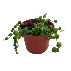 Hirt's Gardens String of Pearls - Senecio rowleyanus - Easy to Grow Succulent Plant - 2.5" Pot