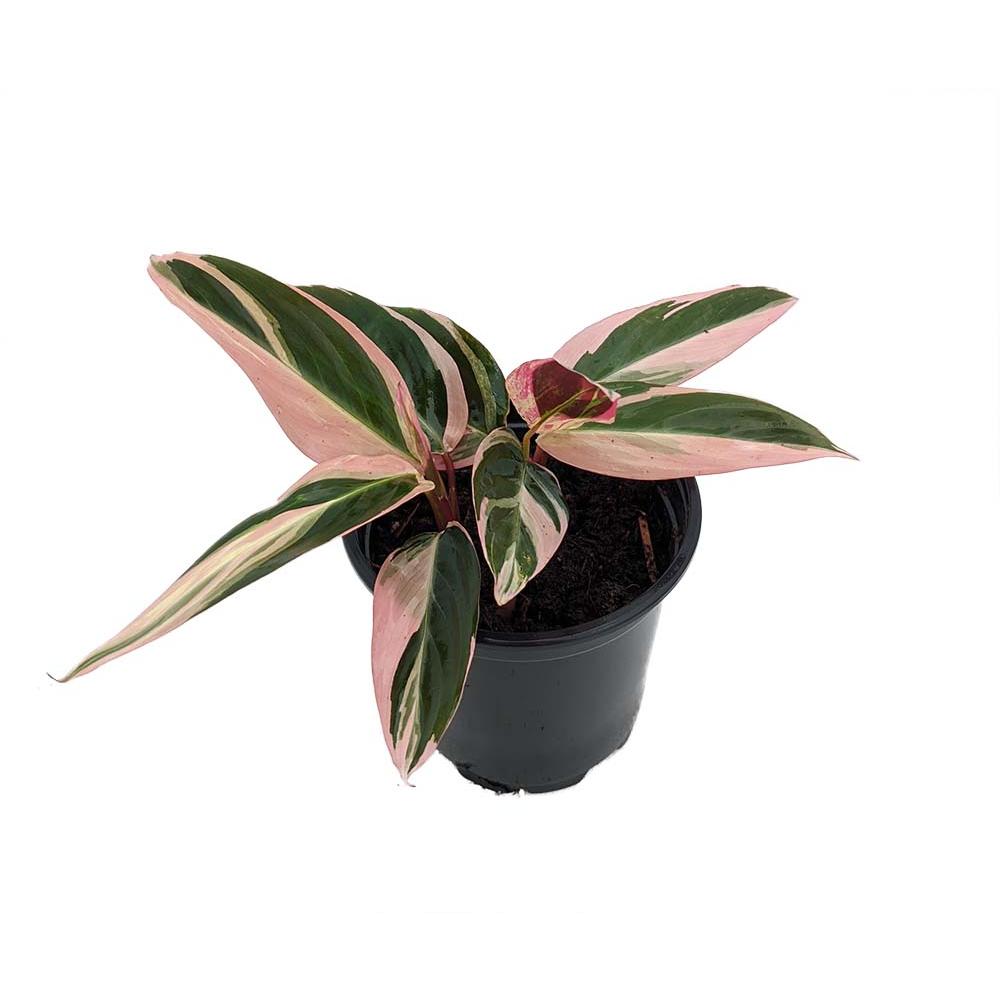 Hirt's Gardens Tricolor Prayer Plant - Stromanthe triostar - Easy to Grow House Plant - 4" Pot