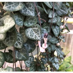 Hirt's Gardens Rosary Vine - Ceropegia woodii - String of Hearts - 2.5" Pot - Collector' Series