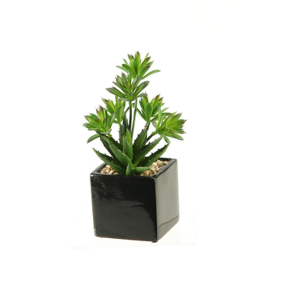 D & W Silks Mini Dracaena And Aloe In Ceramic Planter