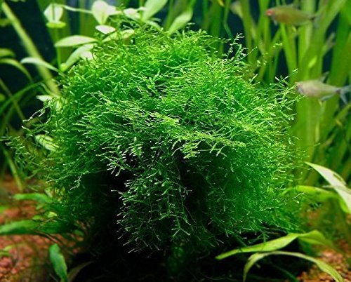 AQUARIUM PLANTS DISCOUNTS Java Moss Portion in 4 Oz Cup - Easy Live Fresh Water Aquarium Plants
