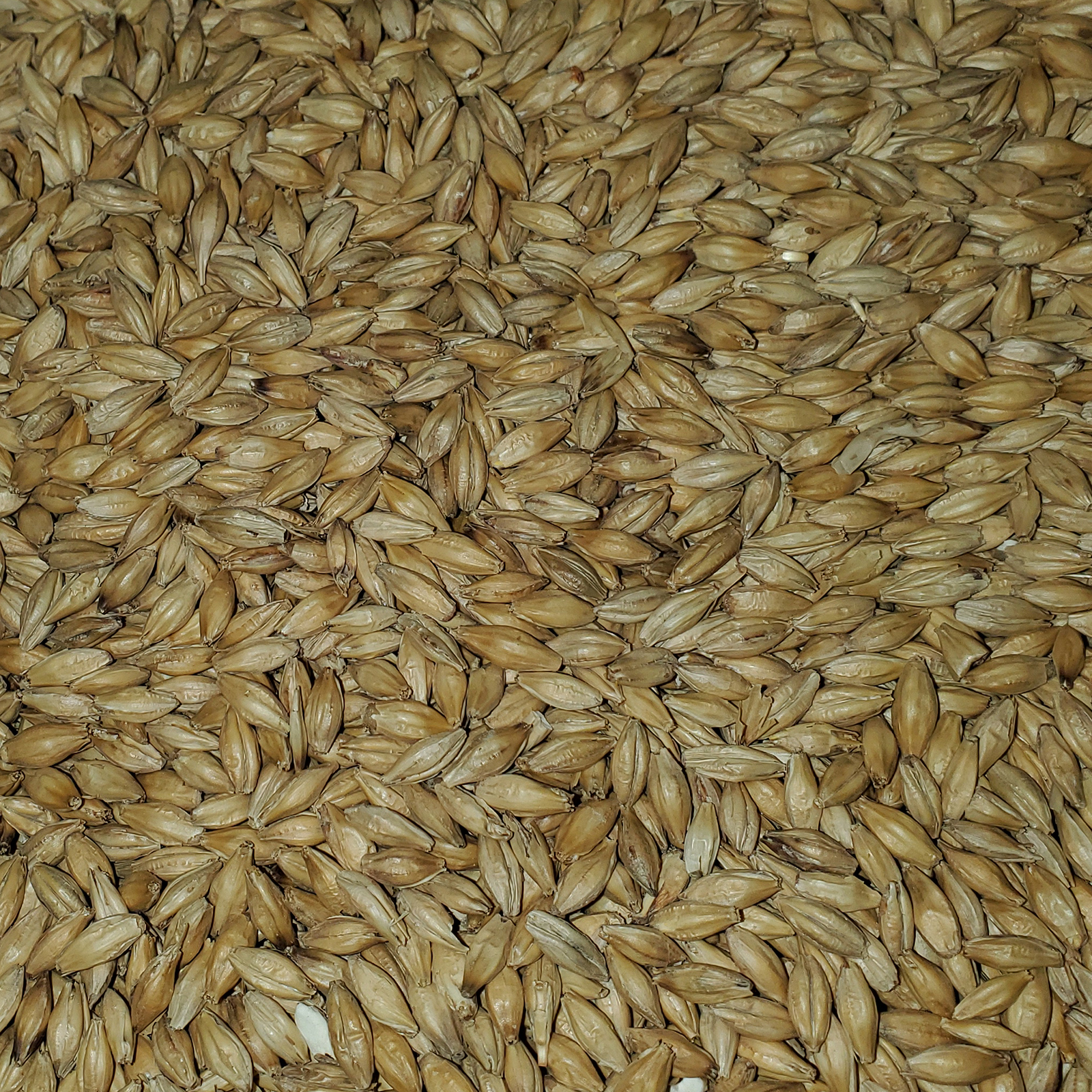 HOME BREW OHIO HOMEBREWOHIO.COM Acidulated Malt For Homebrewing Whole Grain - 10 LB
