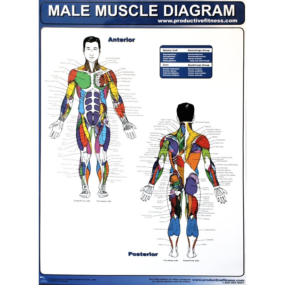 Productive Fitness Products Productive Fitness Poster Series Male Muscle Diagrams Non Laminated