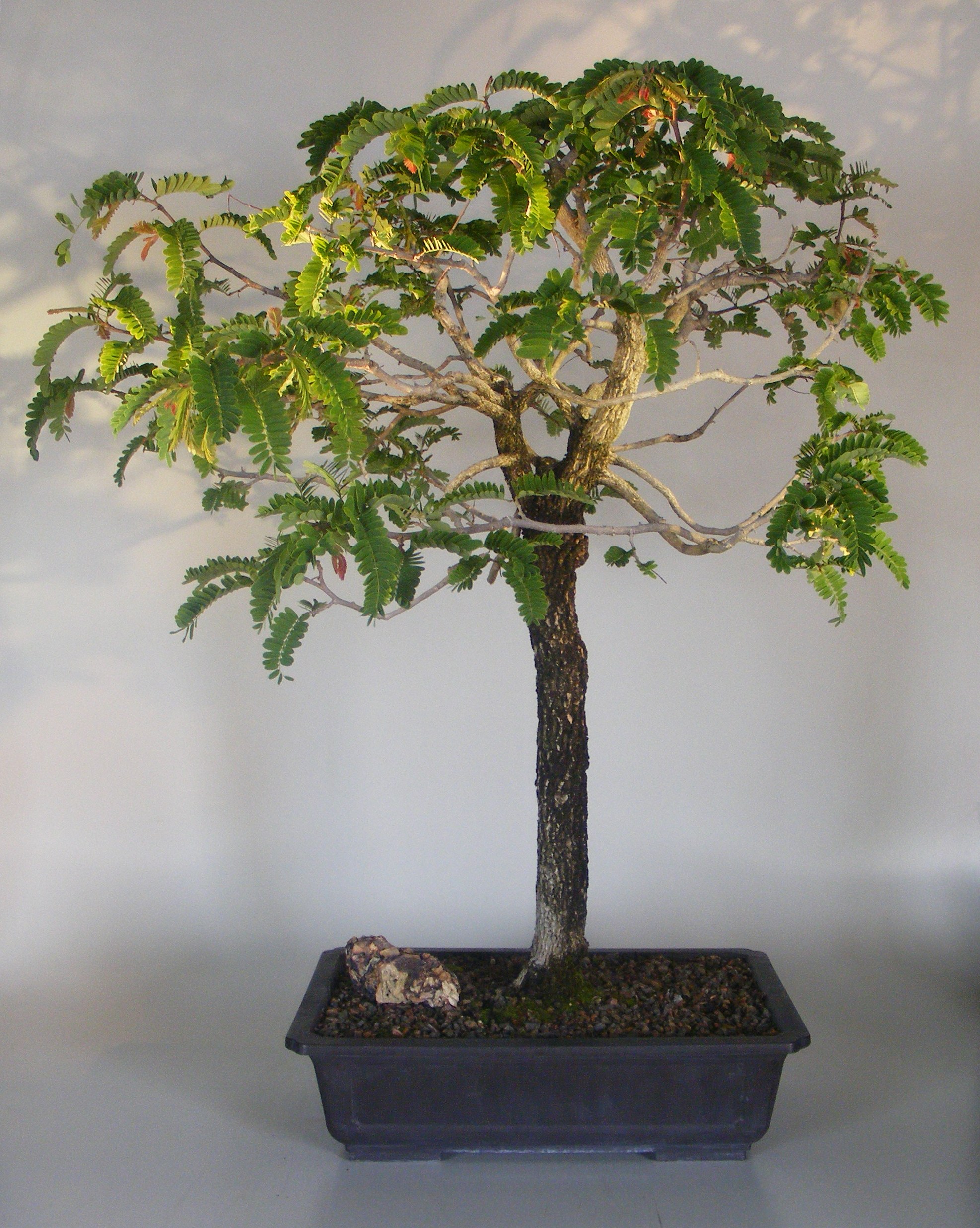 Bonsai Boy K6490 Flowering Tamarind Bonsai Tree (tamarindus indica) Bonsai Boy K6490 Flowering Tamarind Bonsai Tree (tamarindus indica)