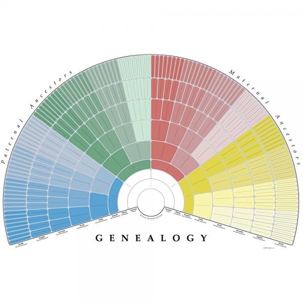 treeseek family tree wall poster fan chart large colored blank