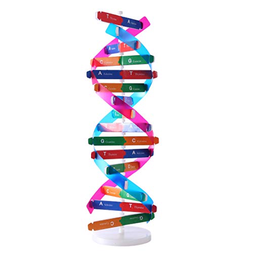 HMANE DNA Models Double Helix Model Components Science ...