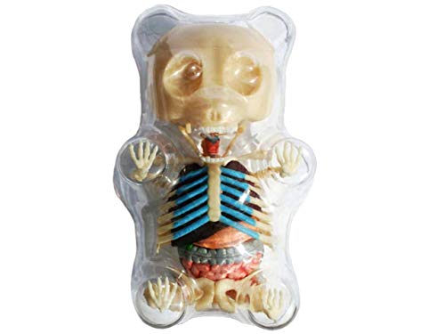4D Master Gummi Bear Skeleton Anatomy Model Kit, Clear