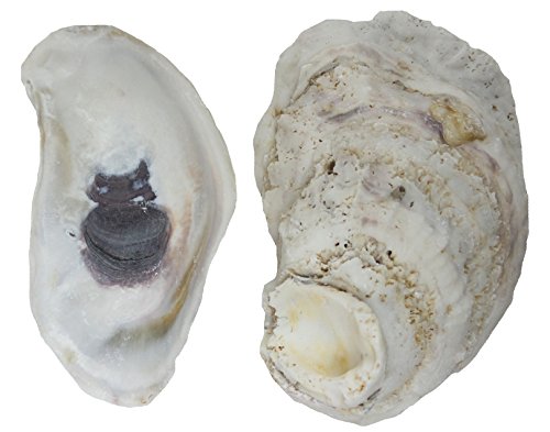 U.S. Shell, Inc. U.S. Shell, Oyster Shells, 4 to 5 inches, 3.75"-5"