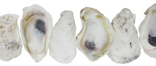U.S. Shell, Inc. U.S. Shell, Oyster Shells, 4 to 5 inches, 3.75"-5"