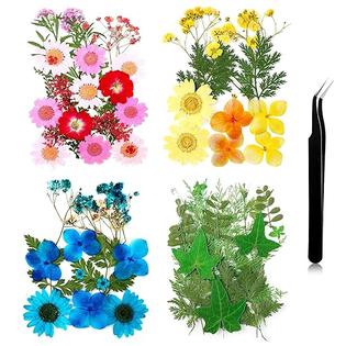 Nuanchu Pressed Flowers Bulk Dried Flower for Resin Mold, Dried Flower  Leave Natural with Tweezer for