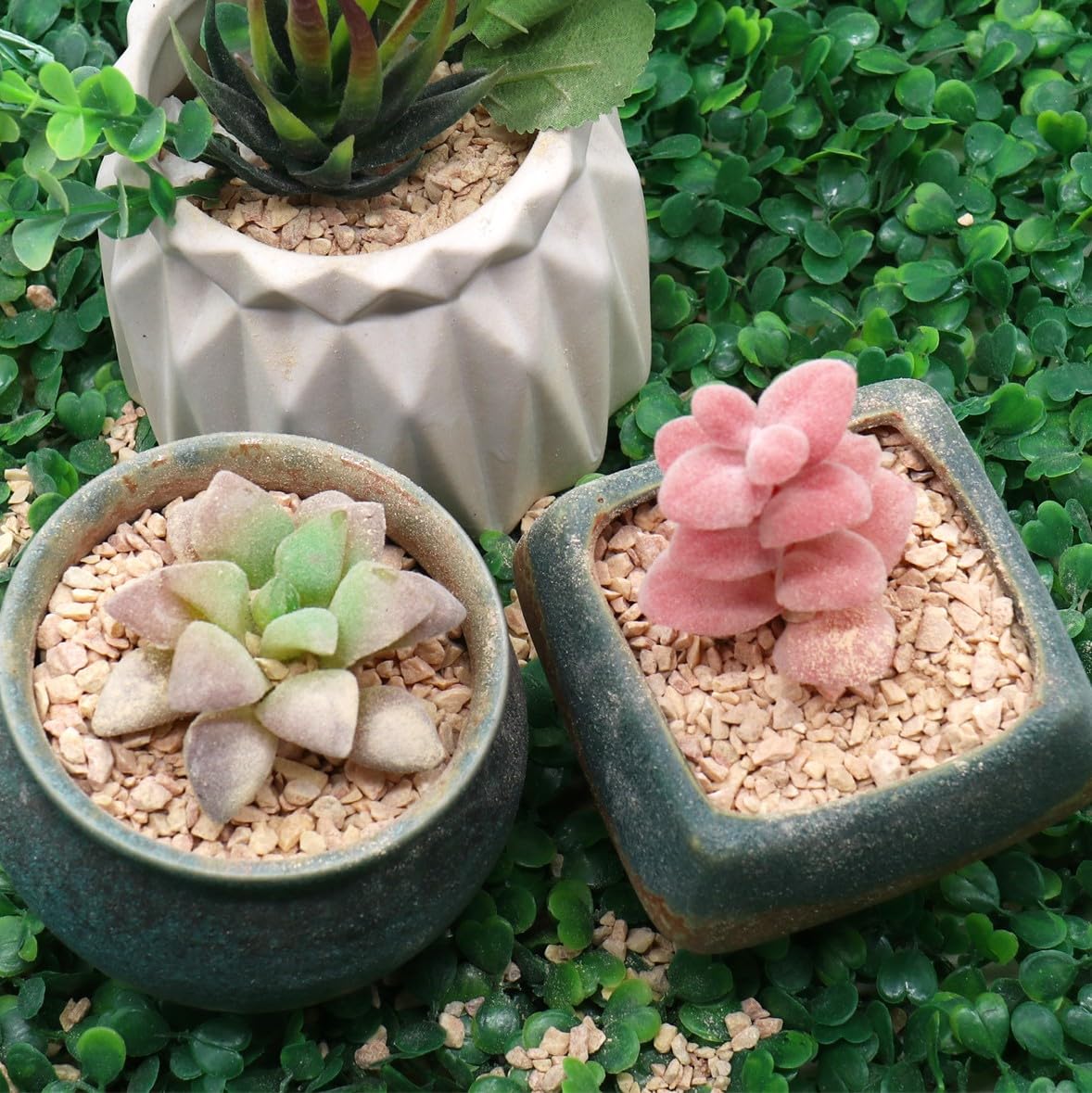 potting soil succulent from Kmart.com