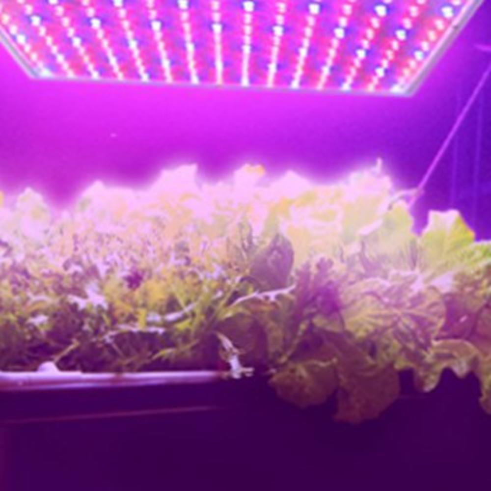 HQRP 14W 225 LED Blue + Red Grow Light Panel for growing Mustard, Basil, Rucola, Arucola + Hanging Kit