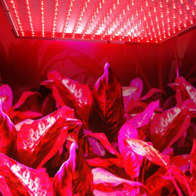 HQRP New 12" Square LED Grow Light System 225 Red LED 14W + Hanging Kit