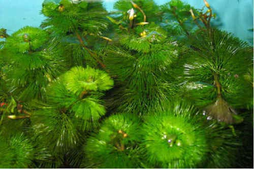 TruBlu Supply 15 Stems green cabomba caroliniana Fanwort Tropical Live  Aquarium Plant Freshwater - Buy 2 get 1