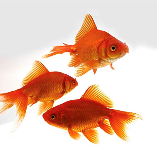 Toledo goldfish Live Fantail goldfish for Ponds Aquariums or Tanks - USA Born and Raised - Live Arrival guarantee (3 to 4 inches