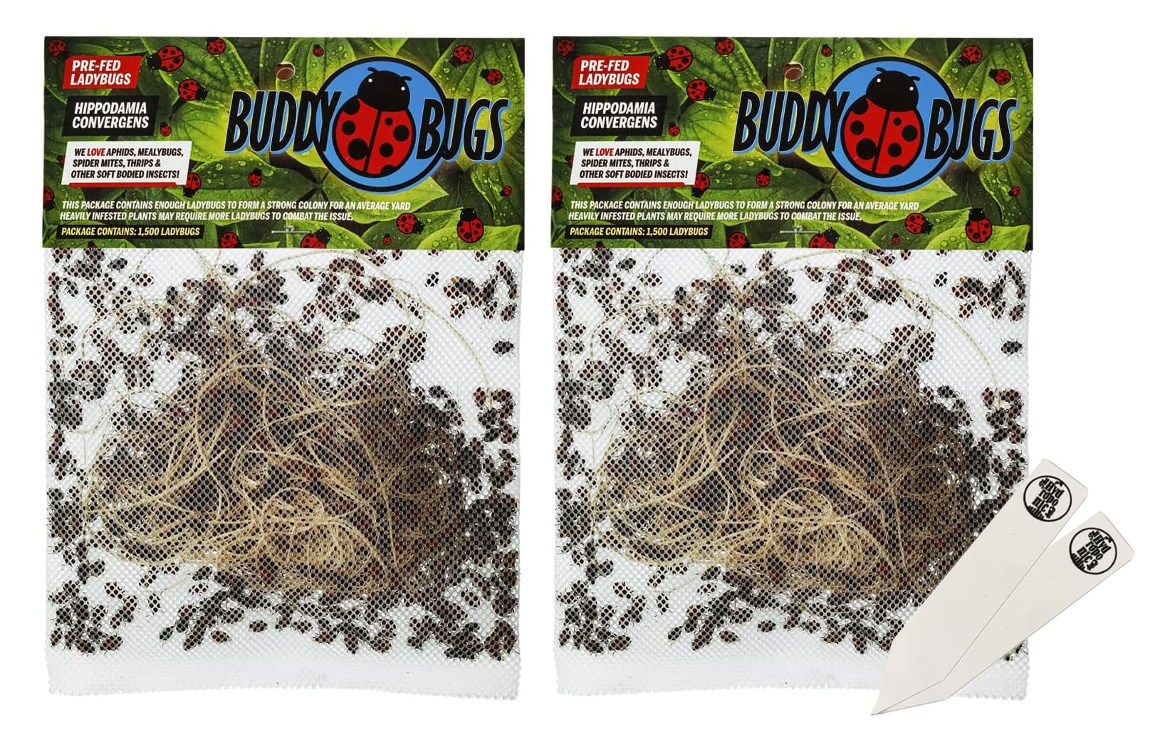 The Hydroponic City 3000 Pre-Fed Live Ladybugs Buddybugs Hippodamia Convergens Guaranteed Live Delivery For Aphid Control And Ot