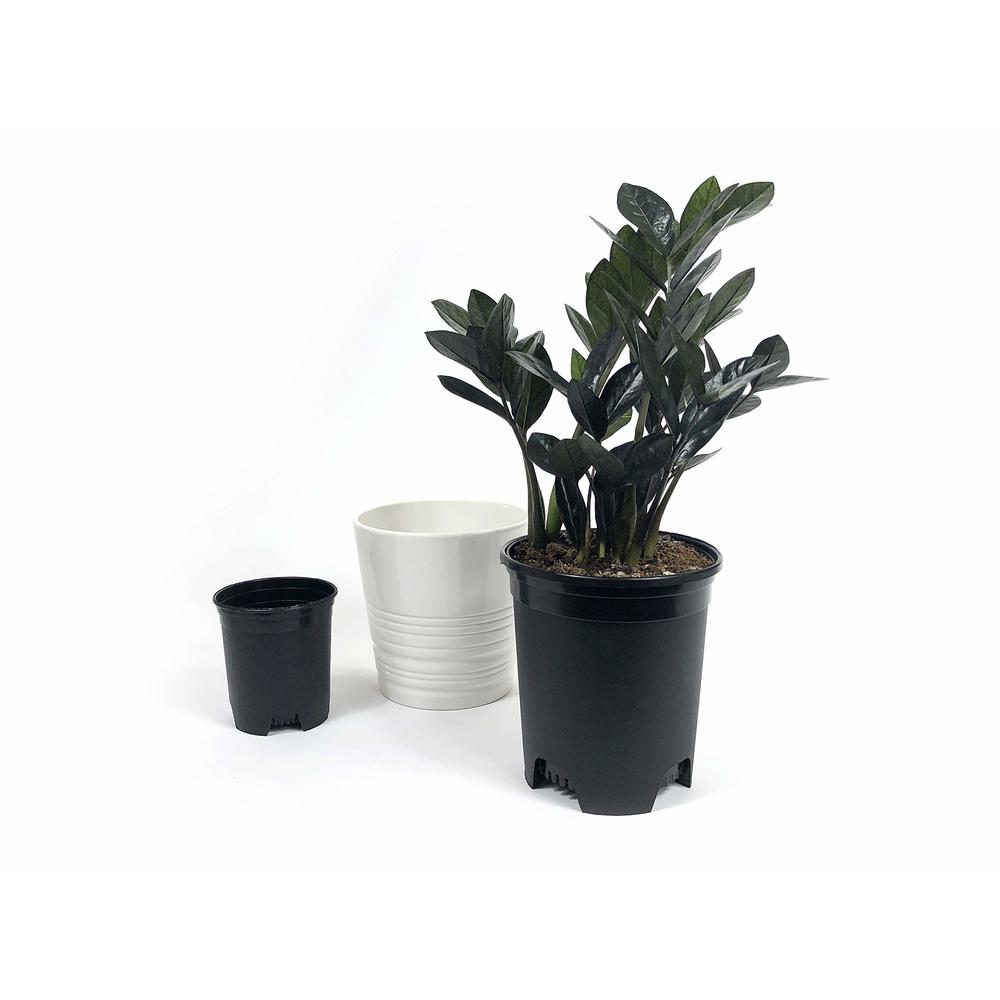 Cotta Planters 10 Pack Plastic Black Plant Pots Nursery Gardening Planters 4 in to 7.5 Inch Small Medium Plants 0.25 0.35 0.5 1 1.5 Gallon for 