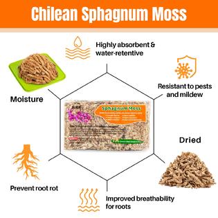 Sukh 5oz Sphagnum Peat Moss for Plants - Natural Premium Long Fibered Chile  Dried Moss Potting Mix