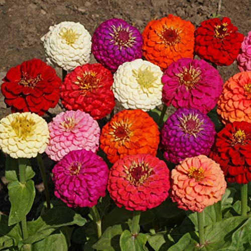 Outsidepride Zinnia Elegans Lilliput Heat & Drought Tolerant Garden Cut